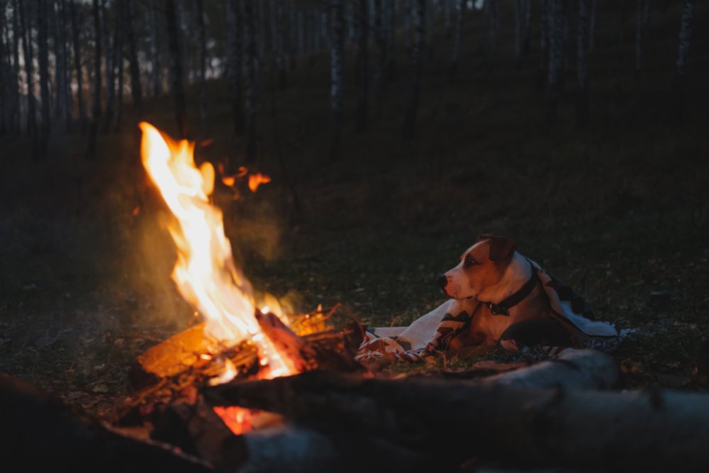 Dog Campfire © Oleksiy Boyko | Dreamstime.com