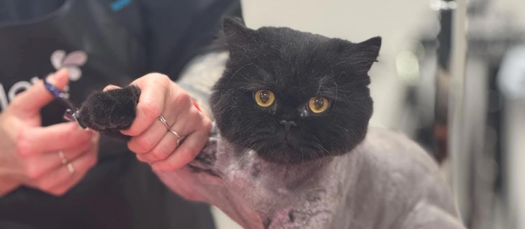 Marit (Bluelake Grooming) kasside karvahooldus ja küünte lõikamine