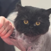 Marit (Bluelake Grooming) kasside karvahooldus ja küünte lõikamine