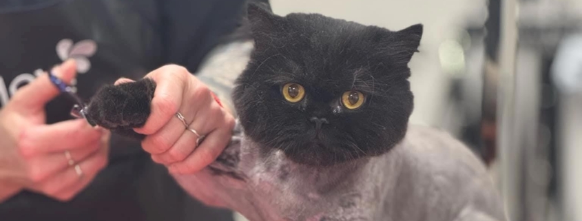 Marit (Bluelake Grooming) kasside karvahooldus ja küünte lõikamine