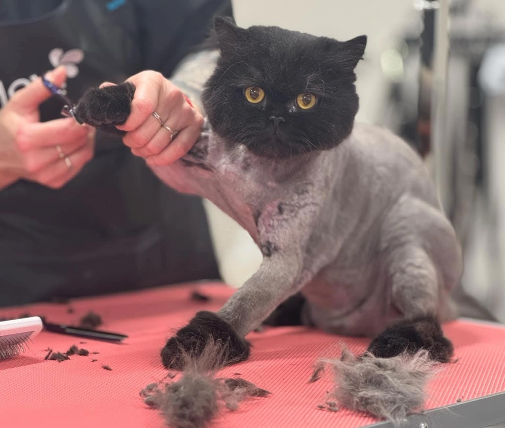 Marit (Bluelake Grooming) kasside karvahooldus ja küünte lõikamine