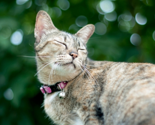 Bokeh Photography of Brown Tabby Cat. Nattaphat Phau. pexels.com