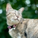 Bokeh Photography of Brown Tabby Cat. Nattaphat Phau. pexels.com