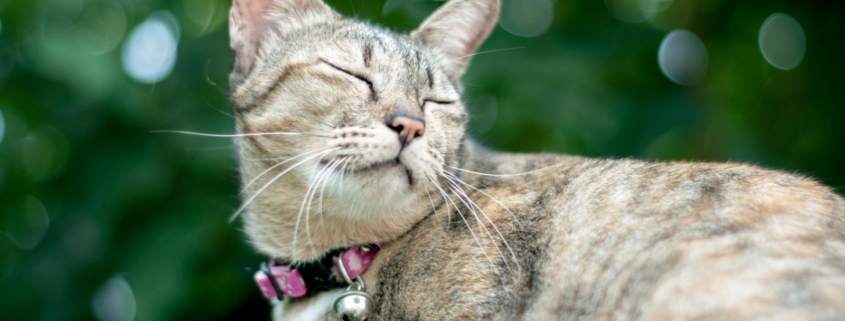 Bokeh Photography of Brown Tabby Cat. Nattaphat Phau. pexels.com