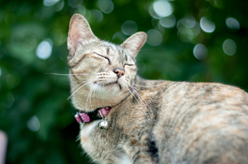 Bokeh Photography of Brown Tabby Cat. Nattaphat Phau. pexels.com