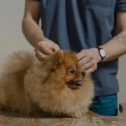 Pomeranian koera hooldus Felivet loomakliinikus Tartus enne leptospiroosi vaktsineerimist.