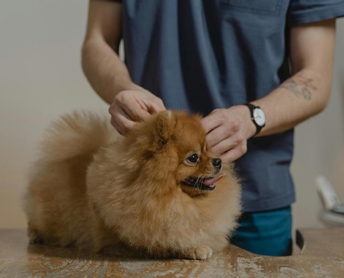 Pomeranian koera hooldus Felivet loomakliinikus Tartus enne leptospiroosi vaktsineerimist.