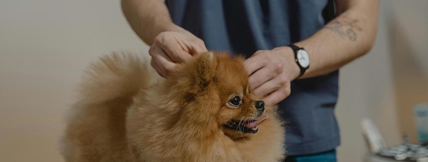 Pomeranian koera hooldus Felivet loomakliinikus Tartus enne leptospiroosi vaktsineerimist.