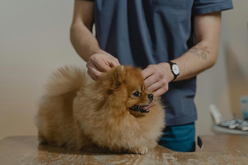 Pomeranian koera hooldus Felivet loomakliinikus Tartus enne leptospiroosi vaktsineerimist.