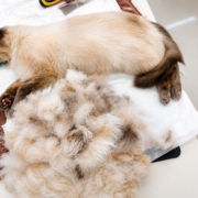 Groomer Marit - kasssi karva hooldus