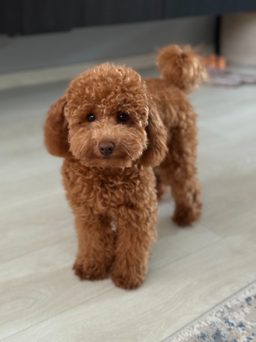 Nala