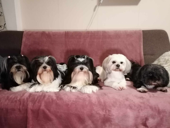 Vasakult paremale Polly, Dalina, Hera, Flicka, Marta